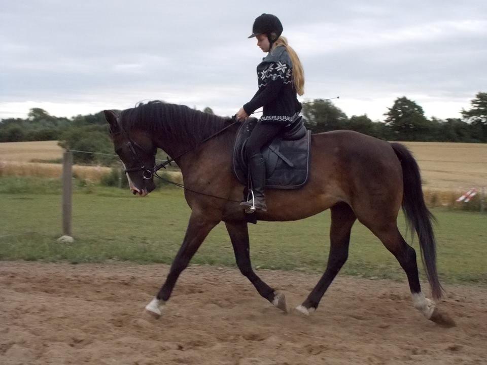 Dansk Varmblod Mocethes Pride - Pride og mig på ridelejer. billede 3