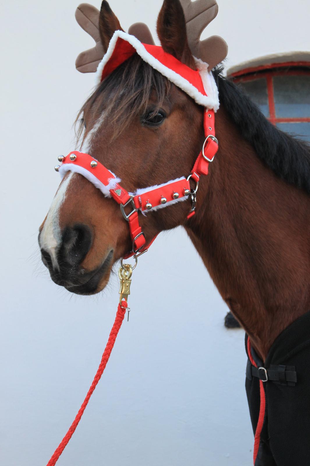 Traver Ja Post-Pub (Popper) billede 3