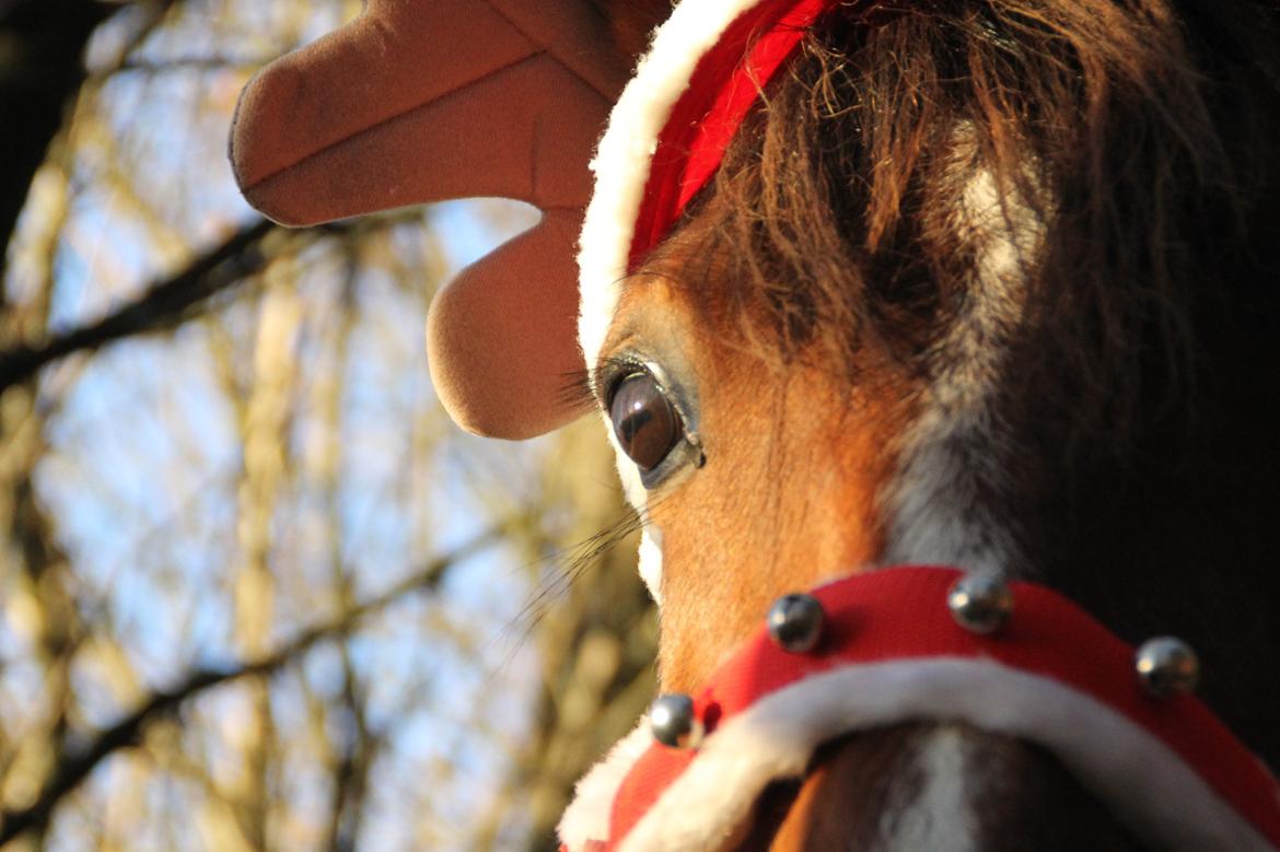 Traver Ja Post-Pub (Popper) billede 6