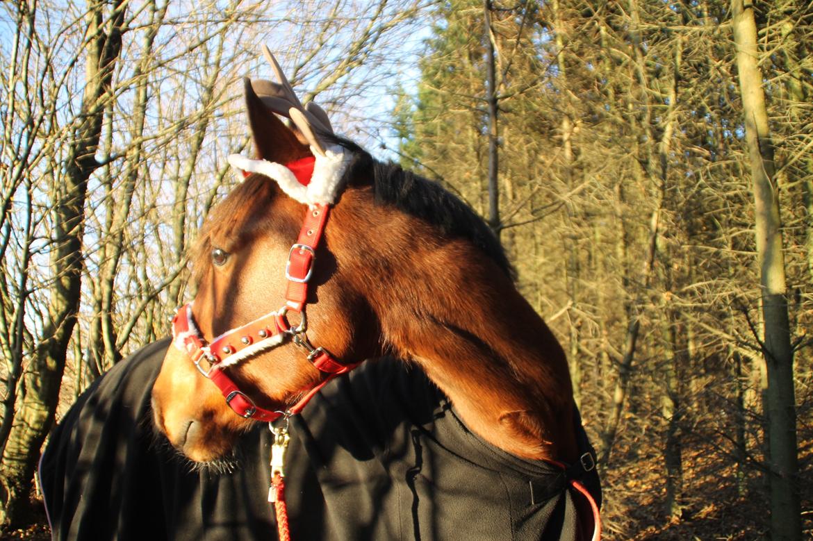 Traver Ja Post-Pub (Popper) billede 7