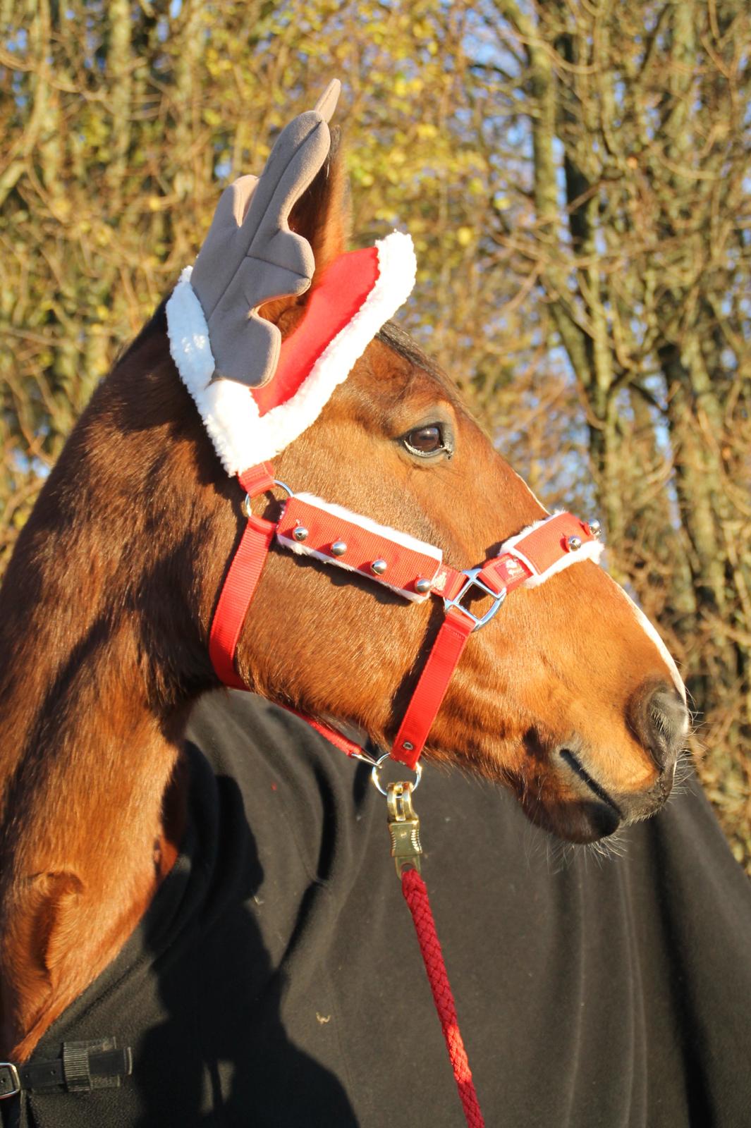 Traver Ja Post-Pub (Popper) billede 8