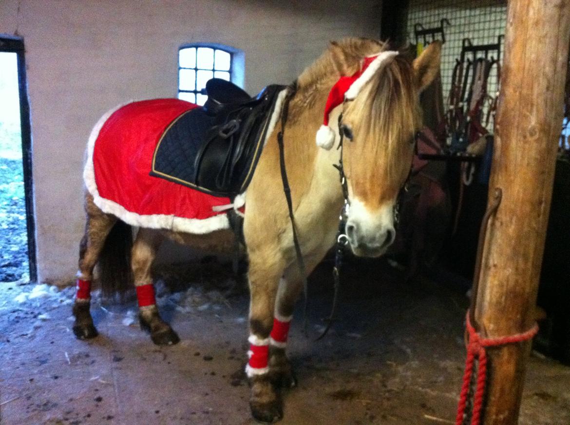 Fjordhest Hjorthøj´s Note - fandt lige et billede af lille pigen i juledress <3 billede 32