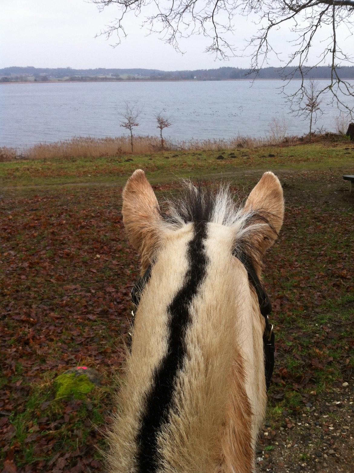 Fjordhest Hjorthøj´s Note - "den bedste udsigt er mellem ørene på min lille pige"  ved kilden i gyrstinge billede 33