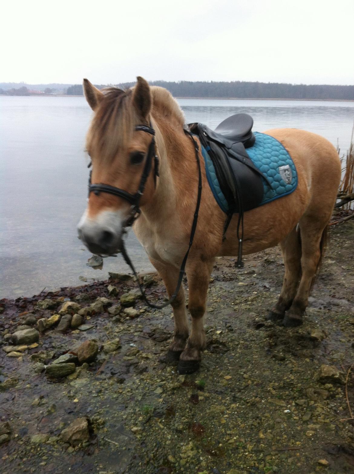 Fjordhest Hjorthøj´s Note - nede ved søen i gyrstinge, var dog for koldt til at vade i søen billede 34