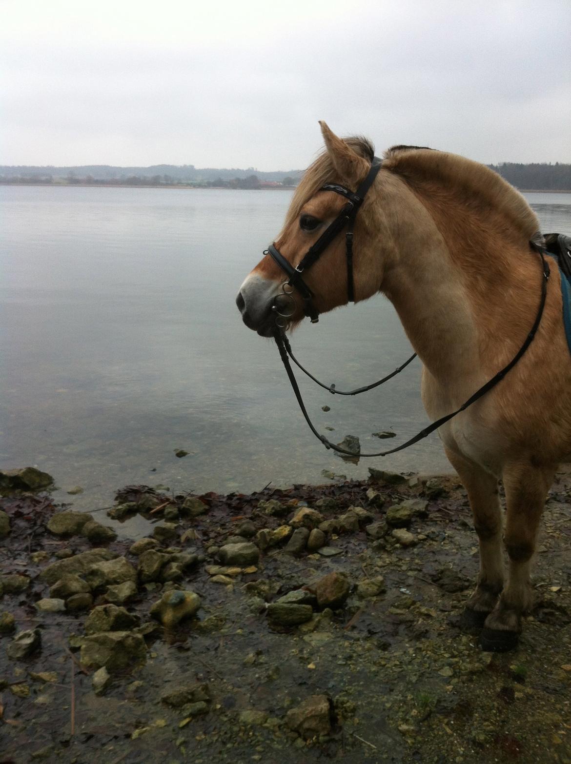 Fjordhest Hjorthøj´s Note billede 35