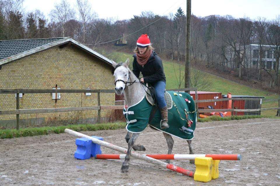 Arabisk fuldblod (OX) Kamal Al Hayat - Tja, afveksling er sundt for sjælen ;) December 2013 billede 20