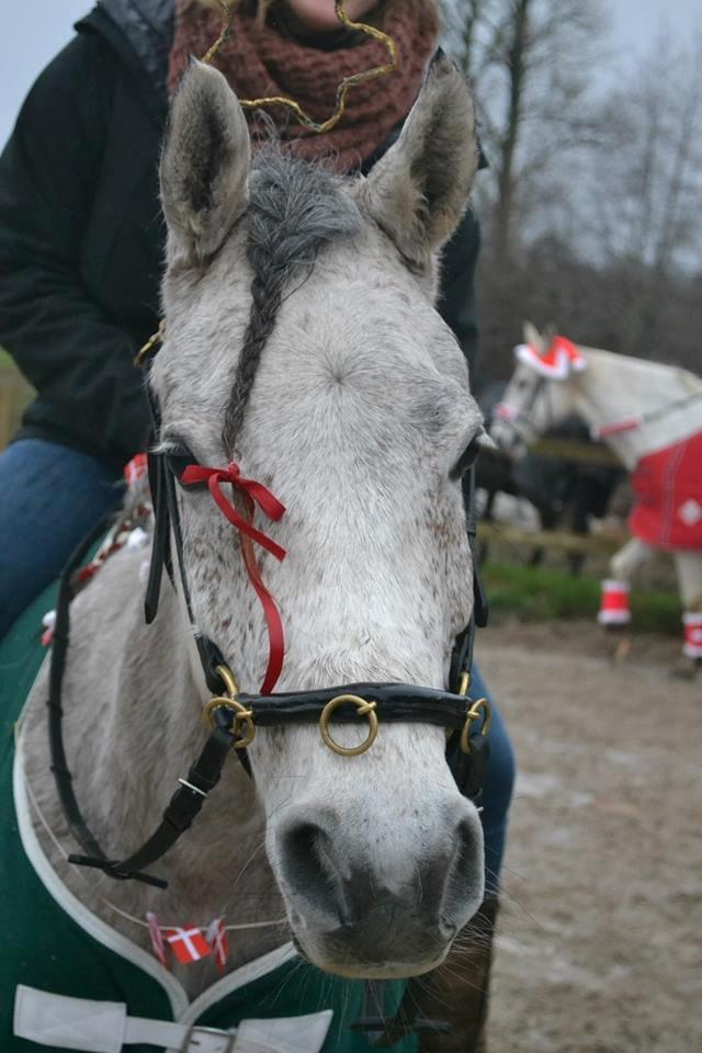 Arabisk fuldblod (OX) Kamal Al Hayat - Julehest <3 December 2013 billede 14