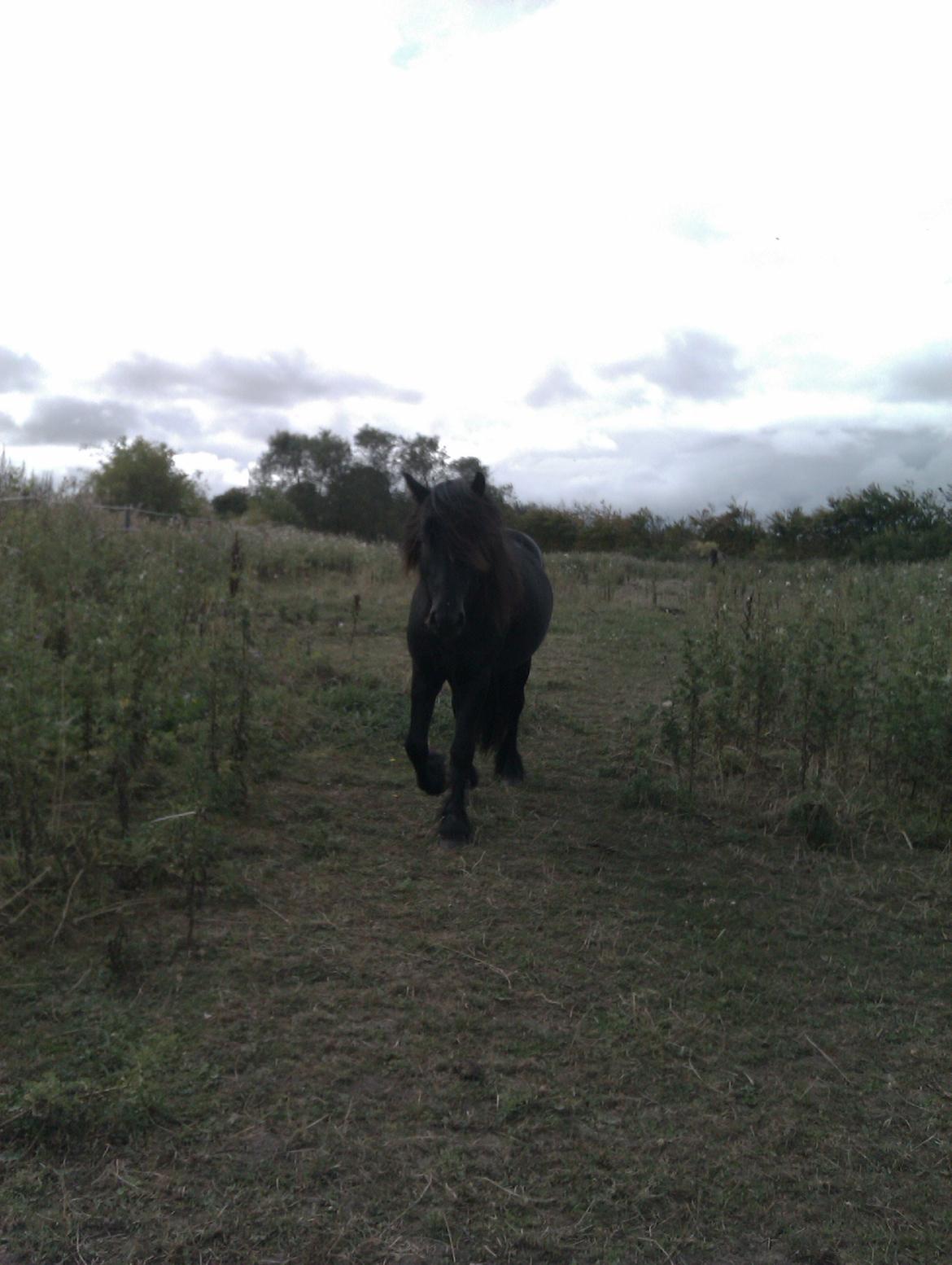 Fell pony Hunter billede 2