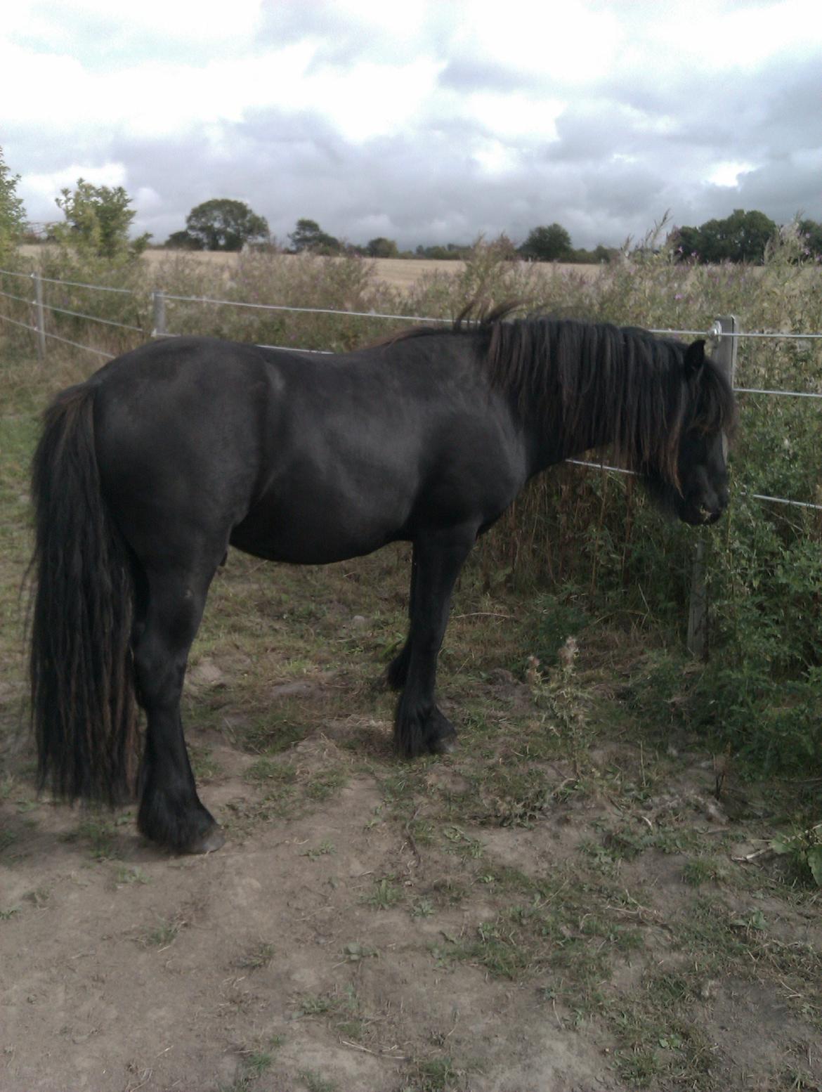 Fell pony Hunter billede 3