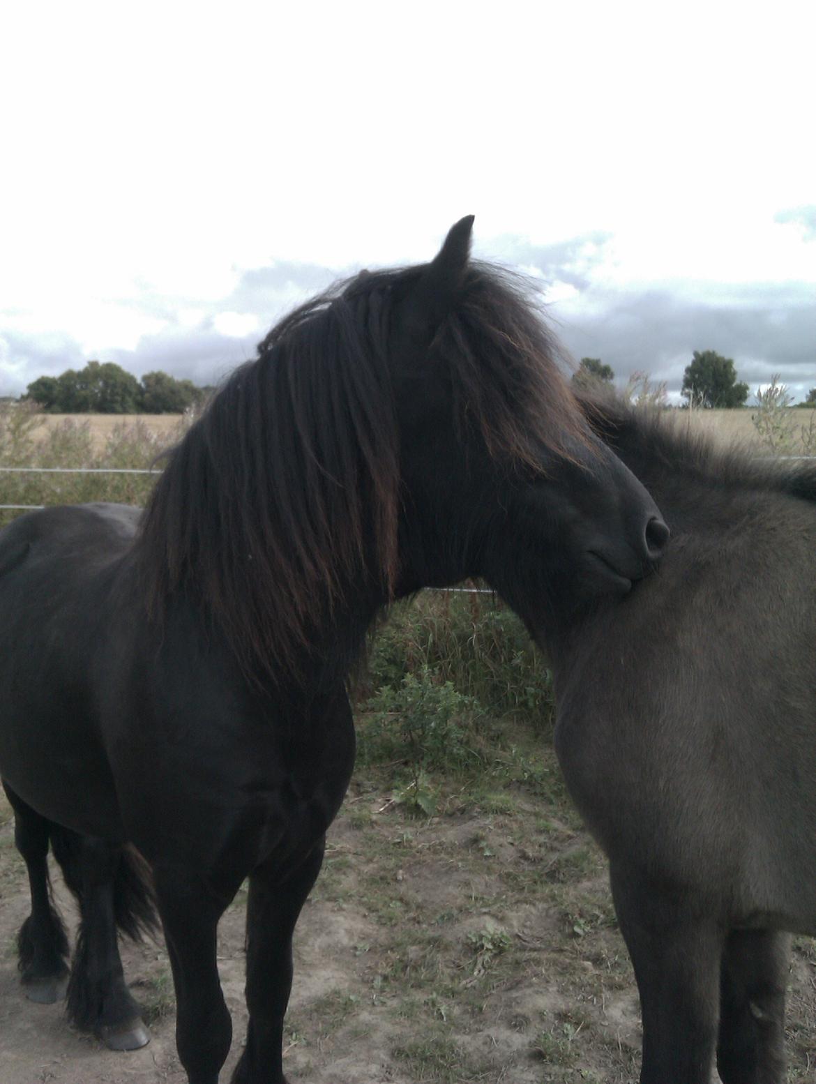 Fell pony Hunter billede 1