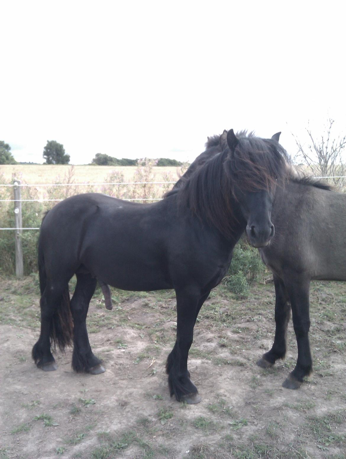 Fell pony Hunter billede 6