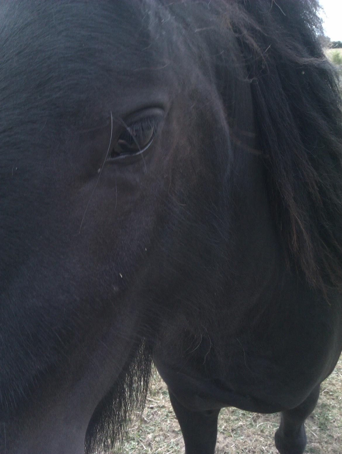 Fell pony Hunter - Håber i nød min smukke HYP :) billede 19