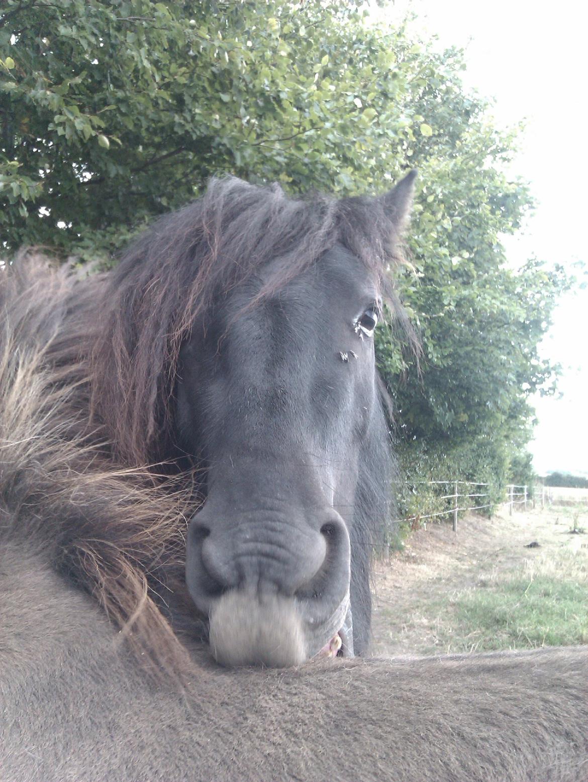 Fell pony Hunter billede 7