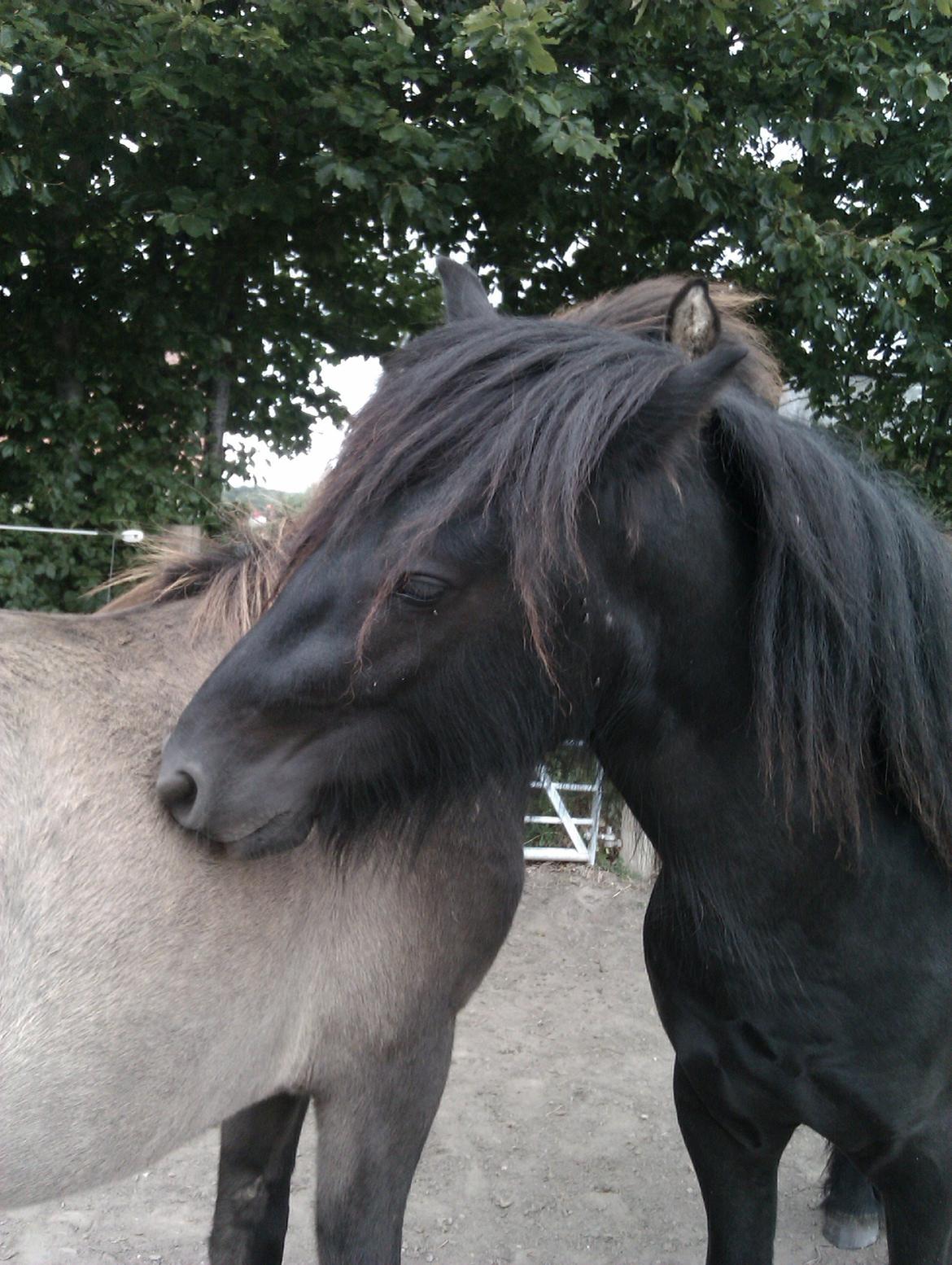 Fell pony Hunter billede 8