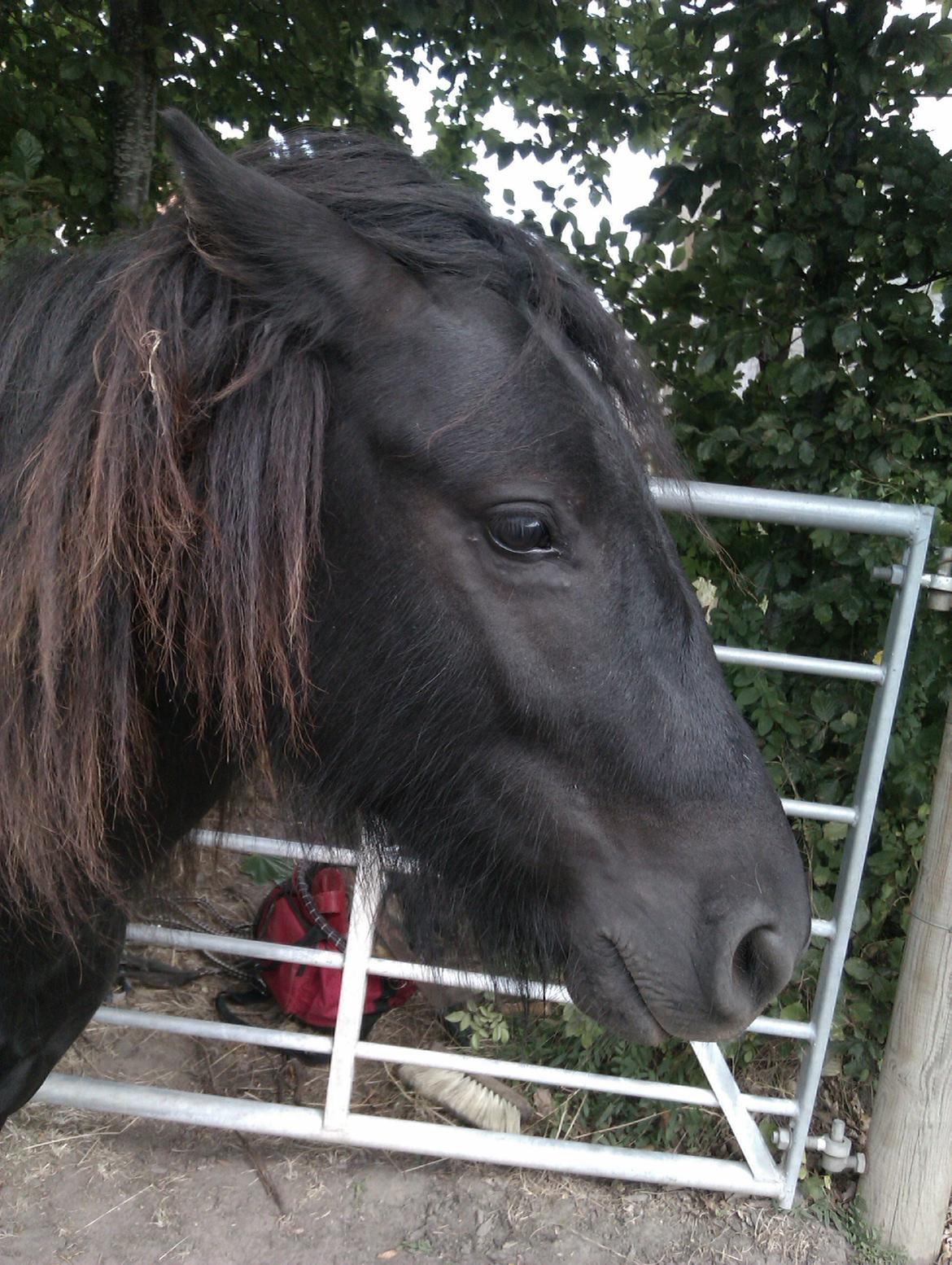 Fell pony Hunter billede 9