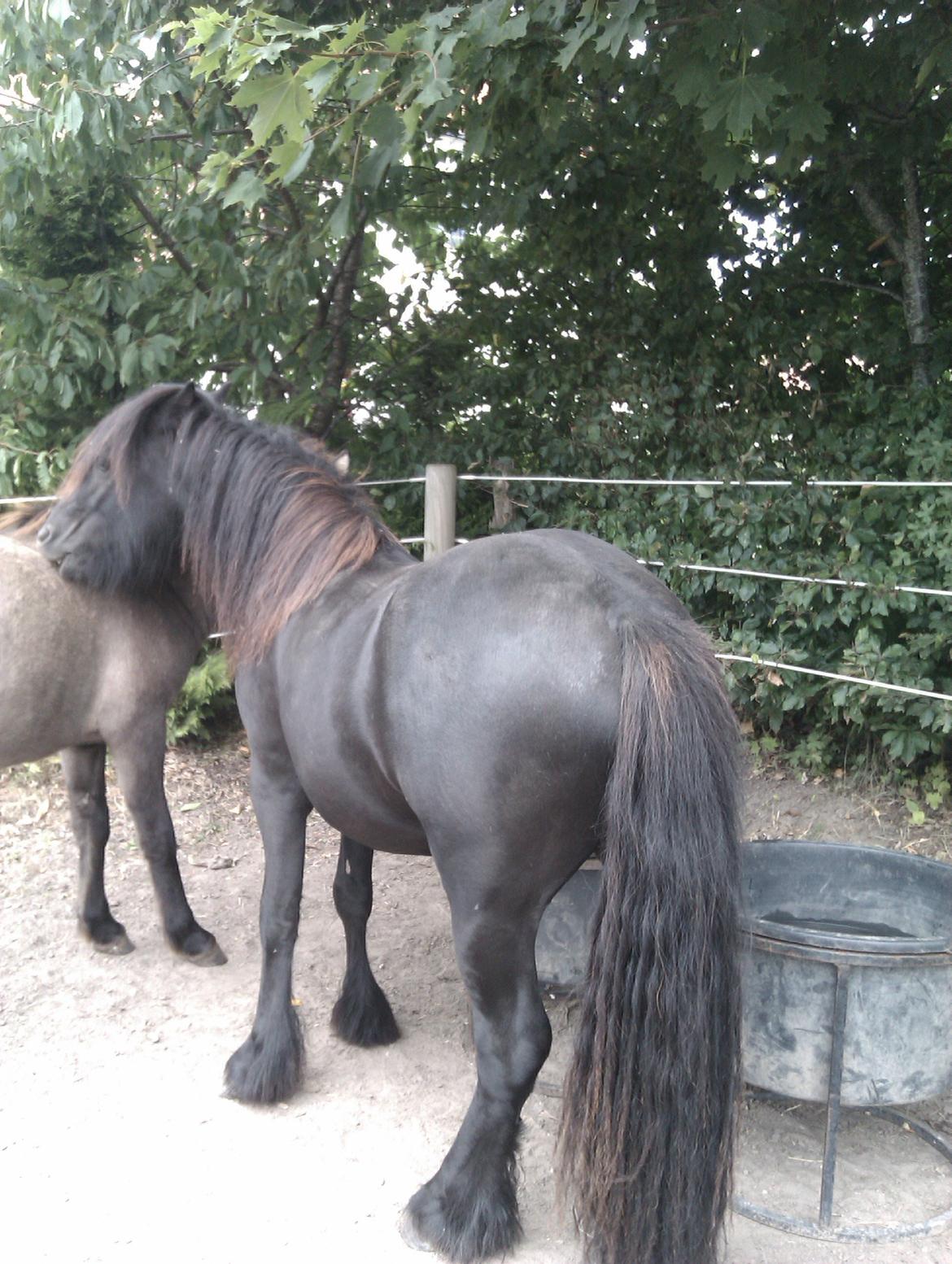 Fell pony Hunter billede 10