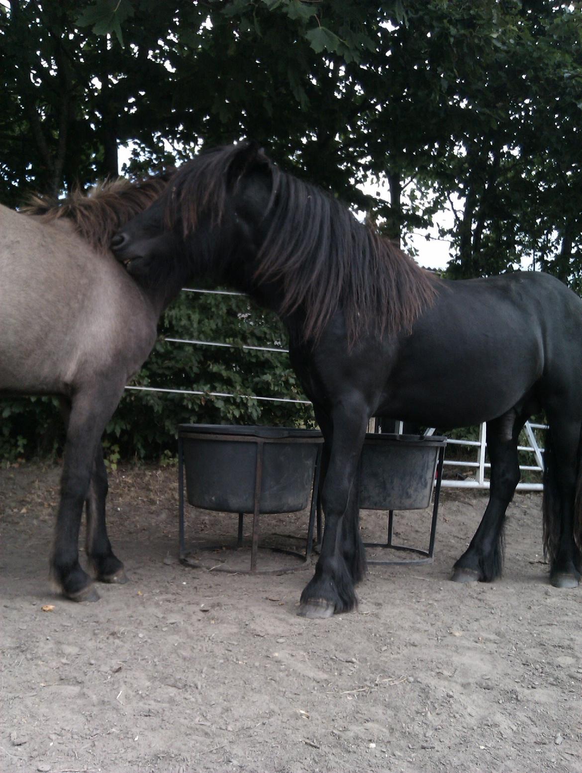 Fell pony Hunter billede 11