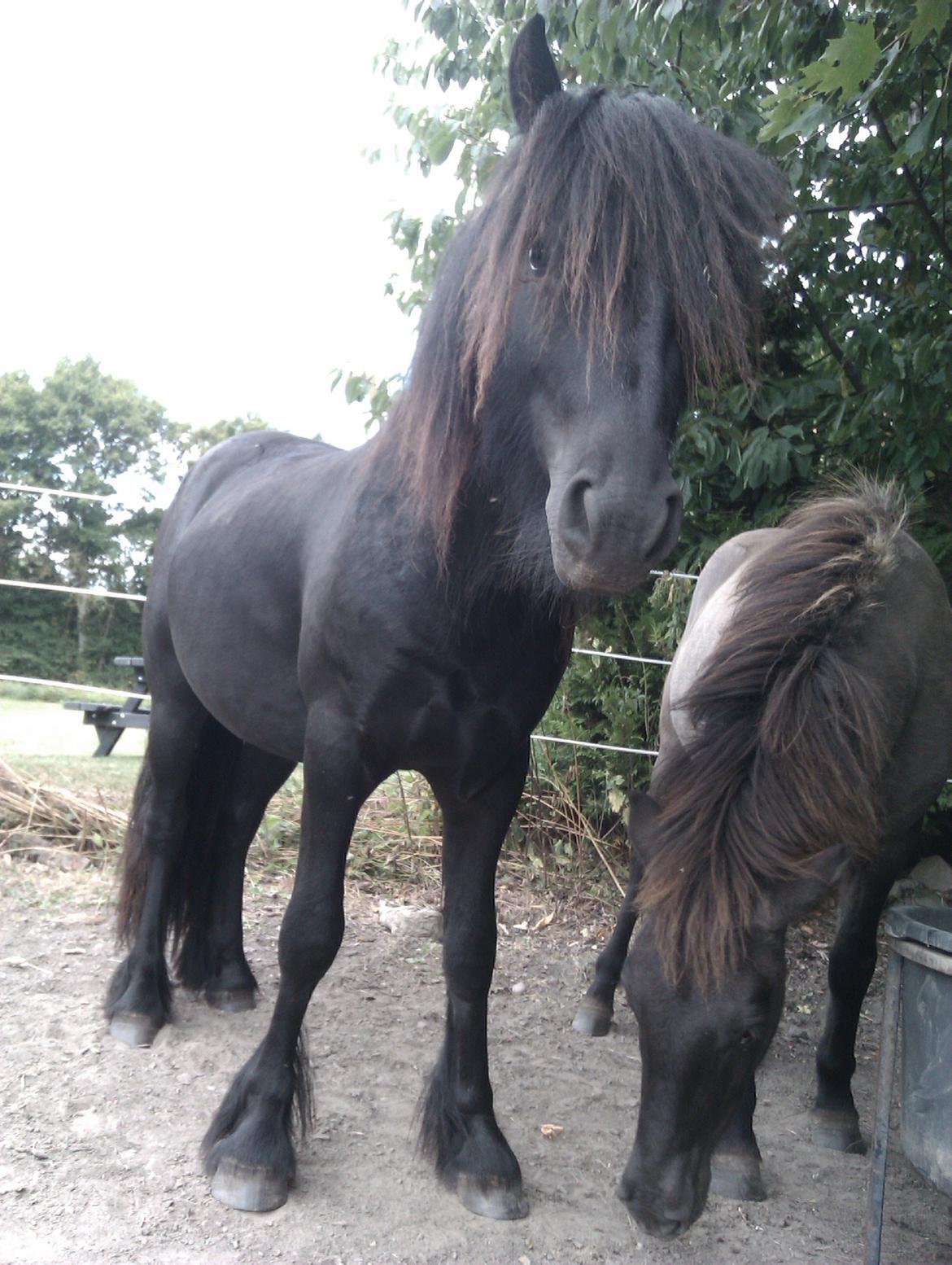 Fell pony Hunter billede 12