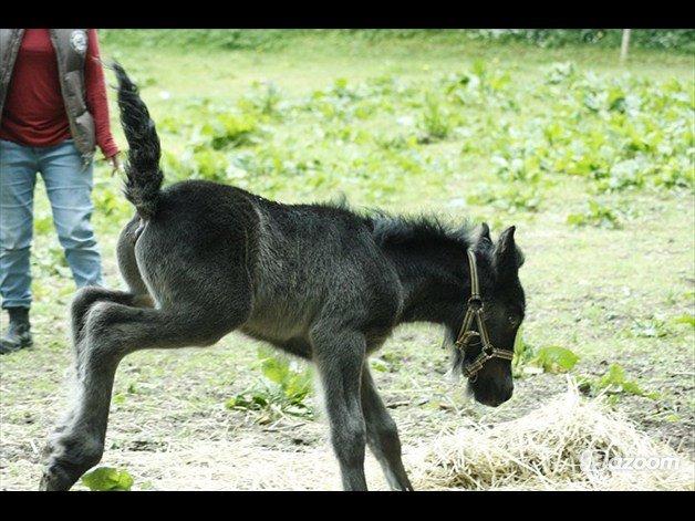 Fell pony Hunter - Hunter som føl :) billede 13