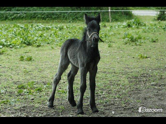 Fell pony Hunter billede 14