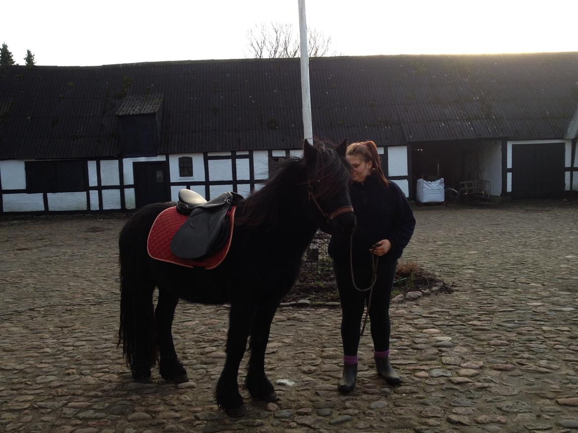 Fell pony Hunter - Saddel på for første gang! :) billede 15