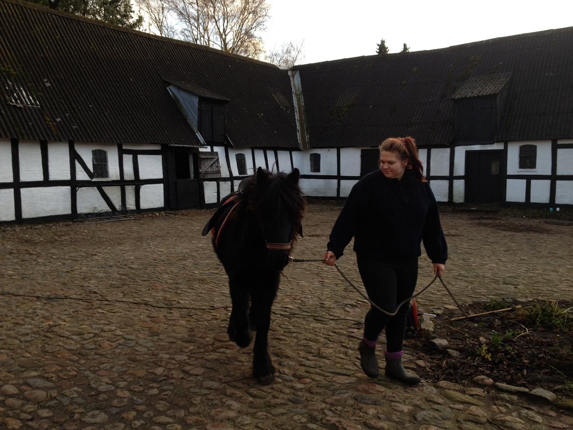 Fell pony Hunter billede 16