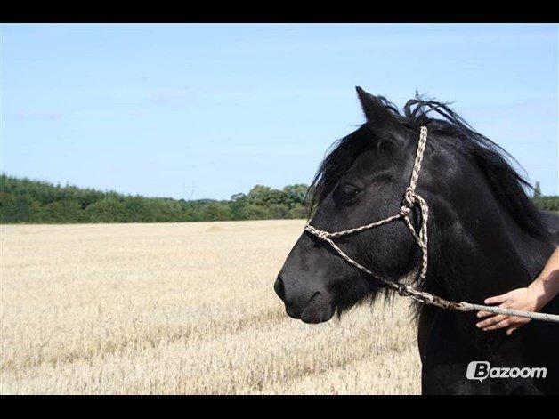 Fell pony Hunter - Mor:
Henriet Van de Ponydijk billede 17