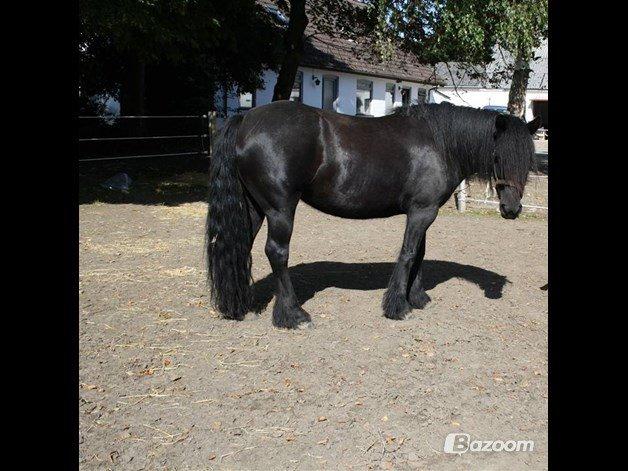 Fell pony Hunter - Mor: Henriet Van de Ponydijk billede 18