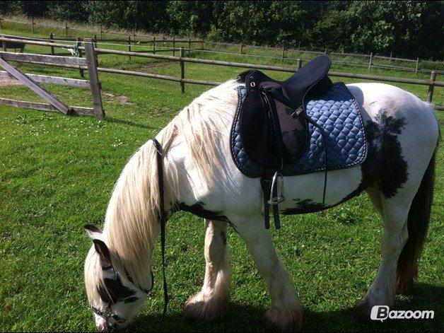 Irish Cob Nino (en køn hest) - Velkommen til Nino`s profil han vil blive glad hvis han kommer ind billede 1