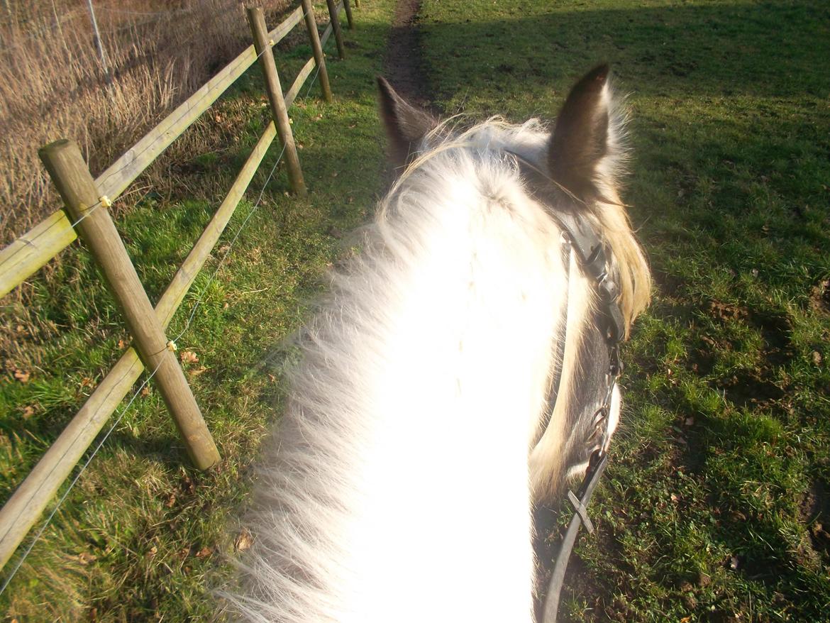 Irish Cob Nino (en køn hest) - weeee vi rider billede 2