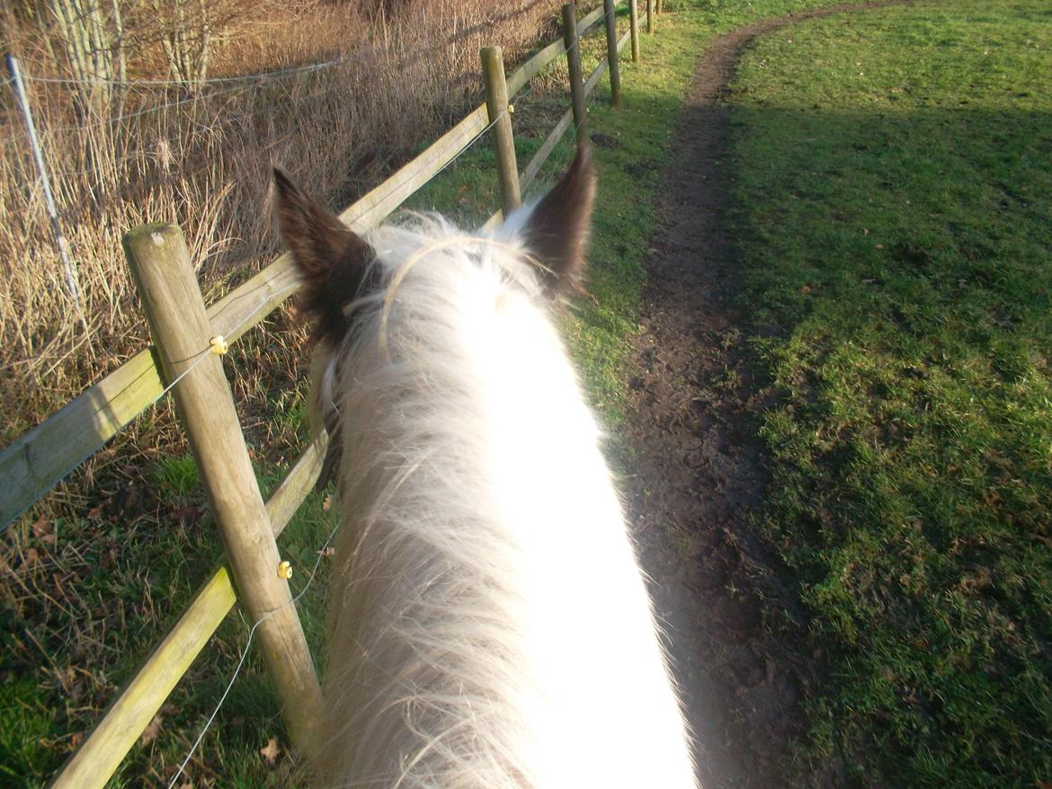 Irish Cob Nino (en køn hest) billede 3