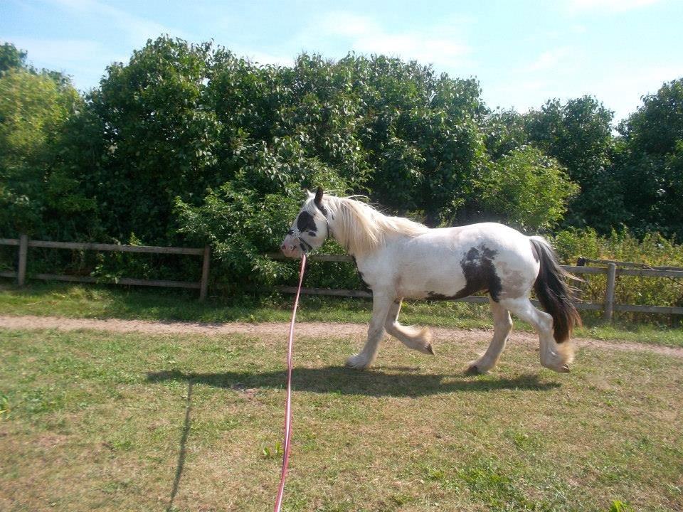 Irish Cob Nino (en køn hest) billede 4