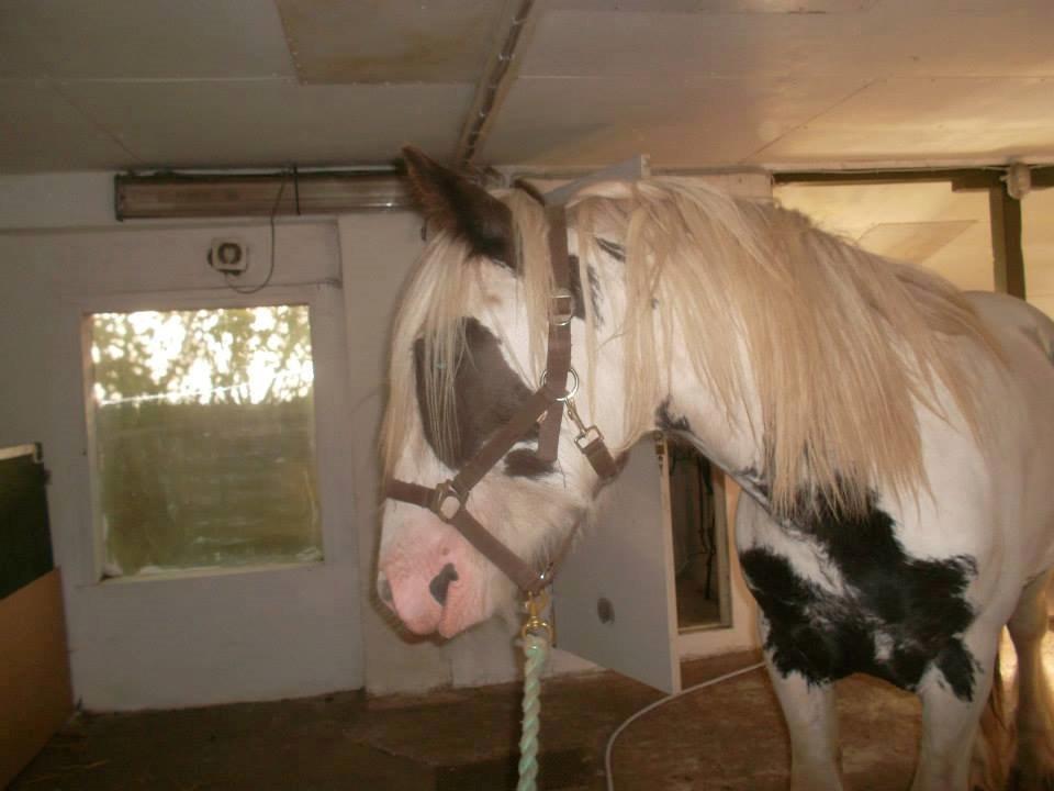 Irish Cob Nino (en køn hest) billede 5
