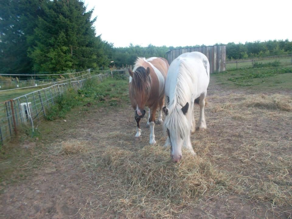 Irish Cob Nino (en køn hest) billede 6