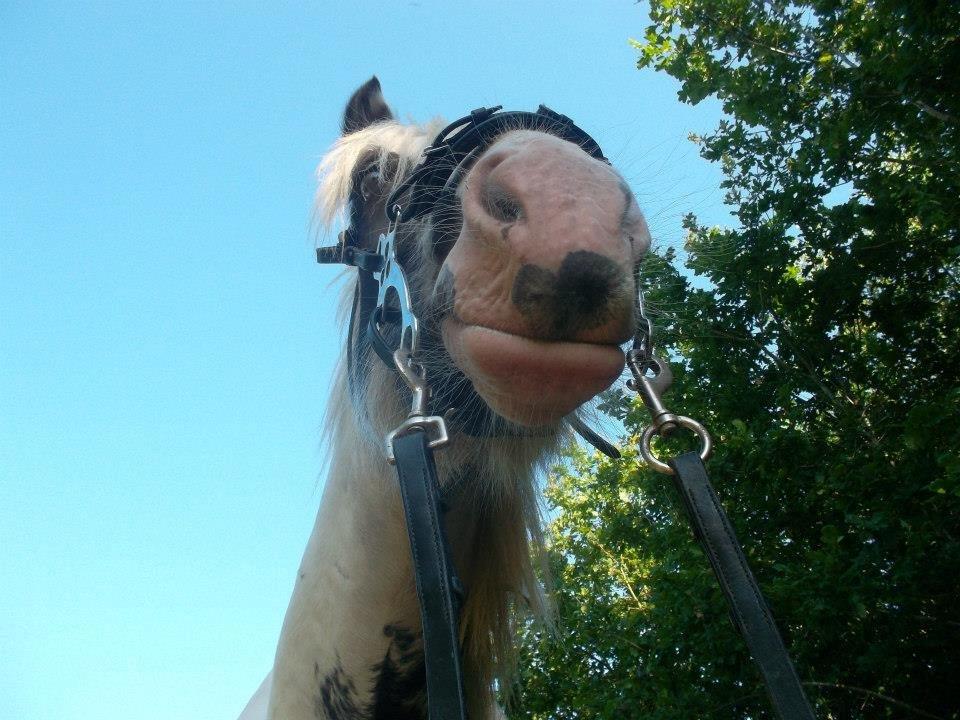 Irish Cob Nino (en køn hest) billede 7