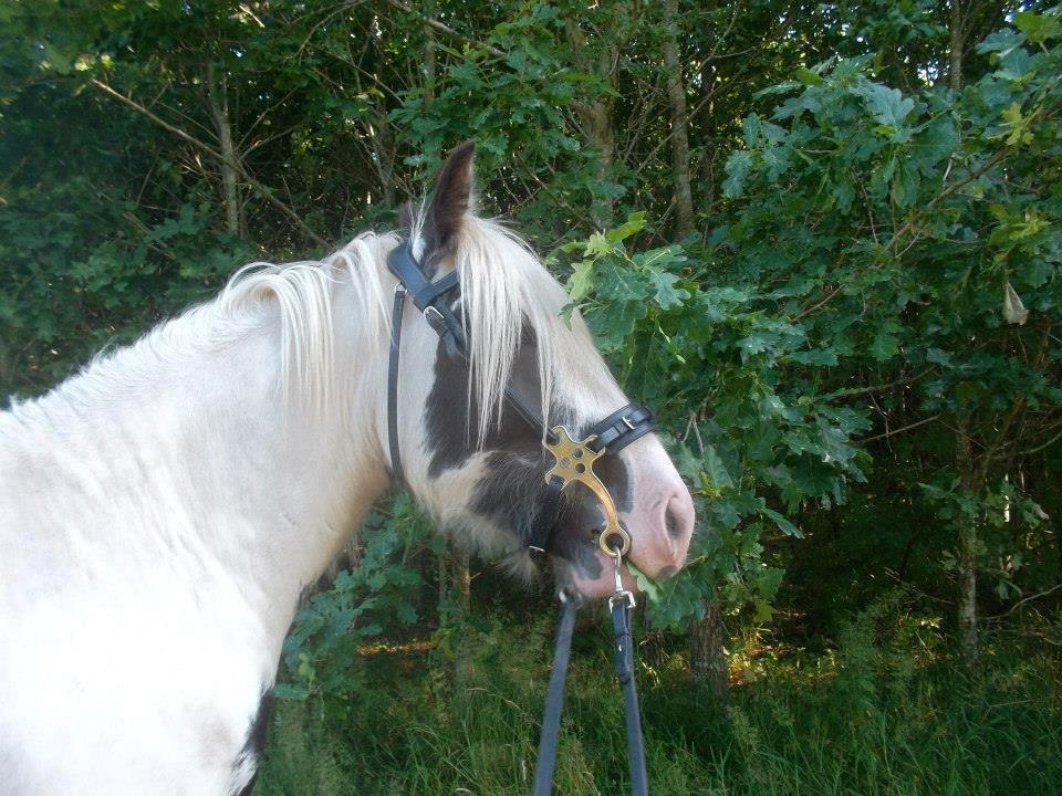 Irish Cob Nino (en køn hest) billede 8
