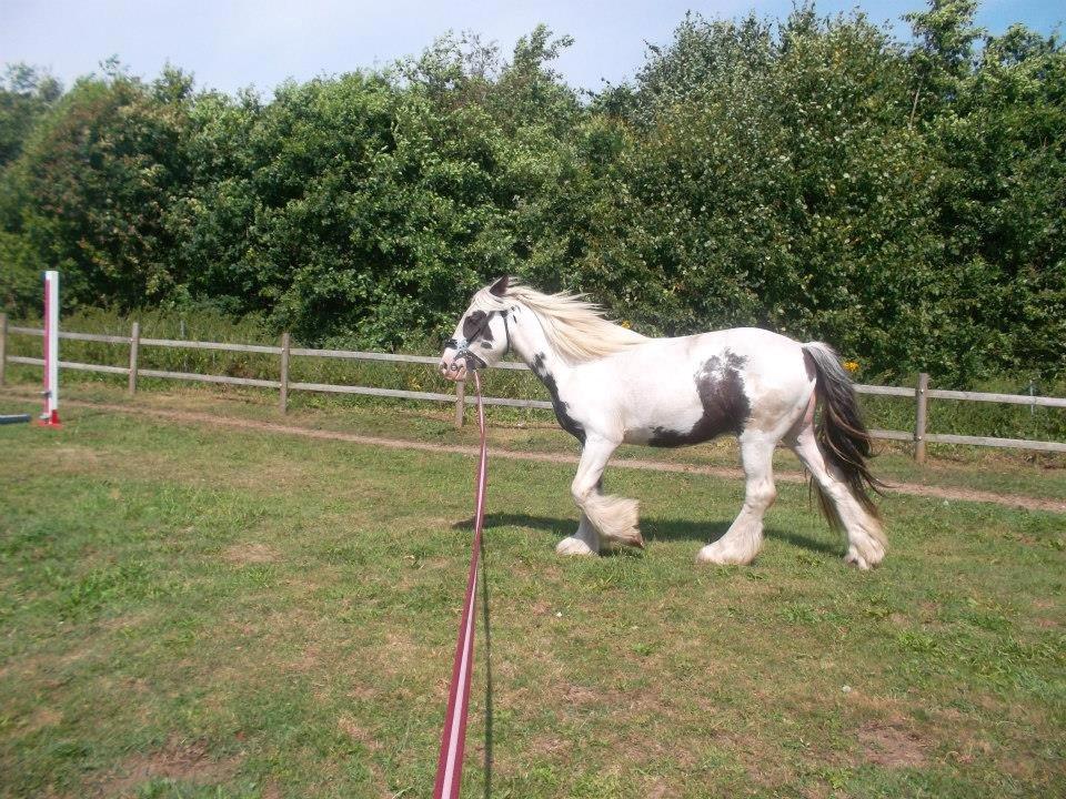 Irish Cob Nino (en køn hest) billede 9