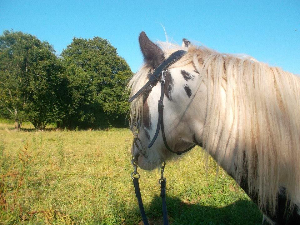 Irish Cob Nino (en køn hest) billede 10