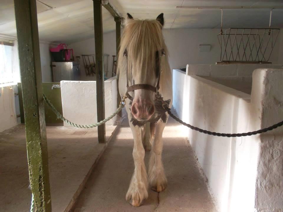 Irish Cob Nino (en køn hest) billede 11