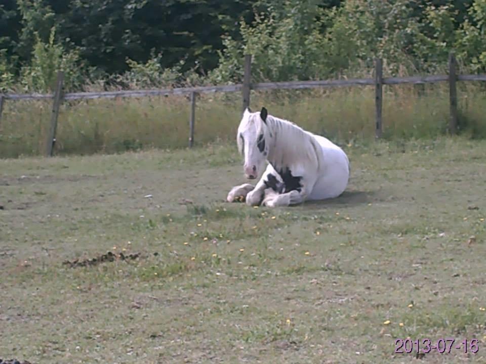 Irish Cob Nino (en køn hest) billede 12