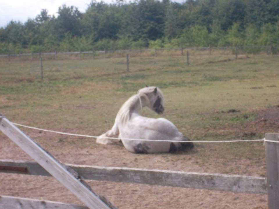 Irish Cob Nino (en køn hest) billede 13