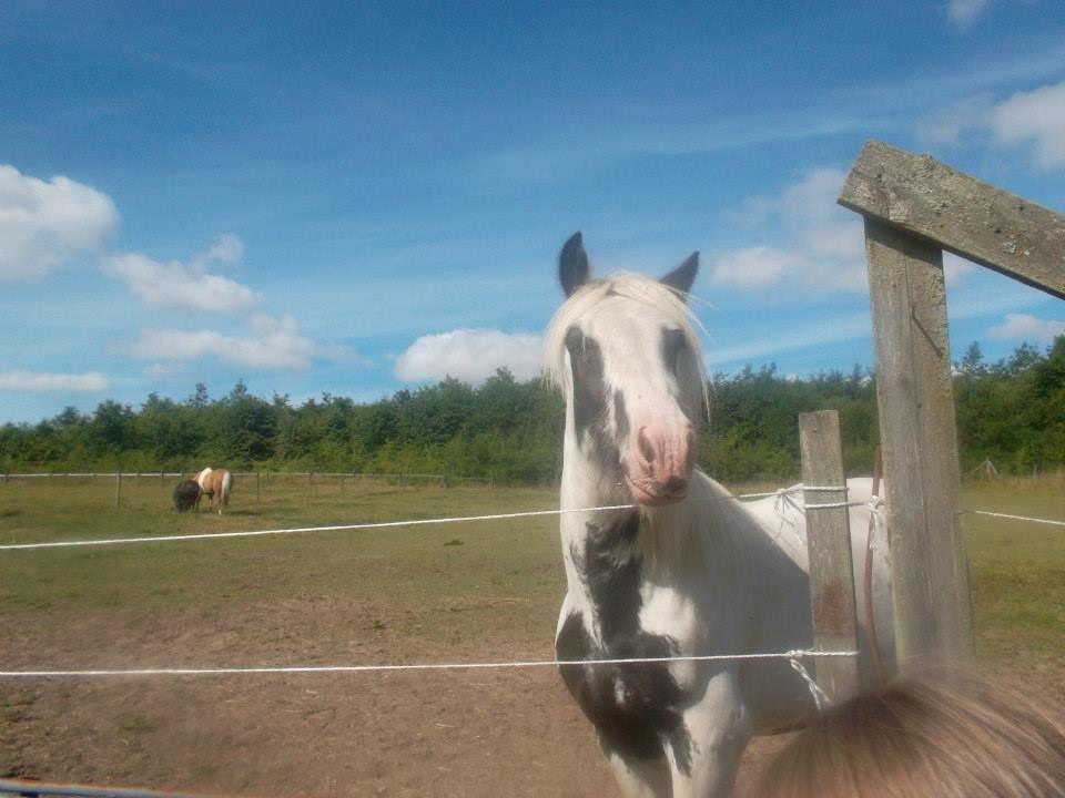 Irish Cob Nino (en køn hest) billede 14