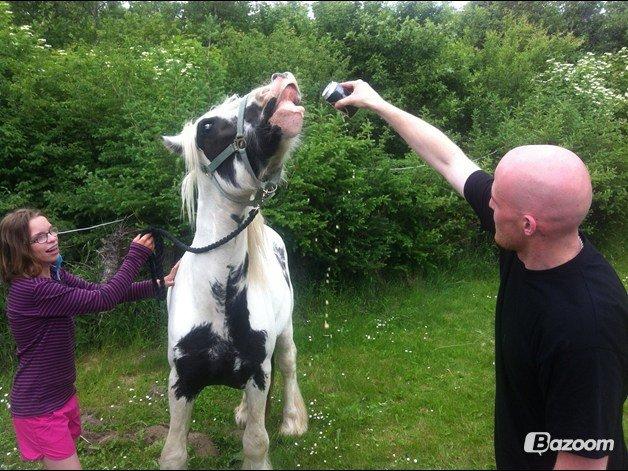 Irish Cob Nino (en køn hest) - Tak fordi i kiggede med :) billede 15