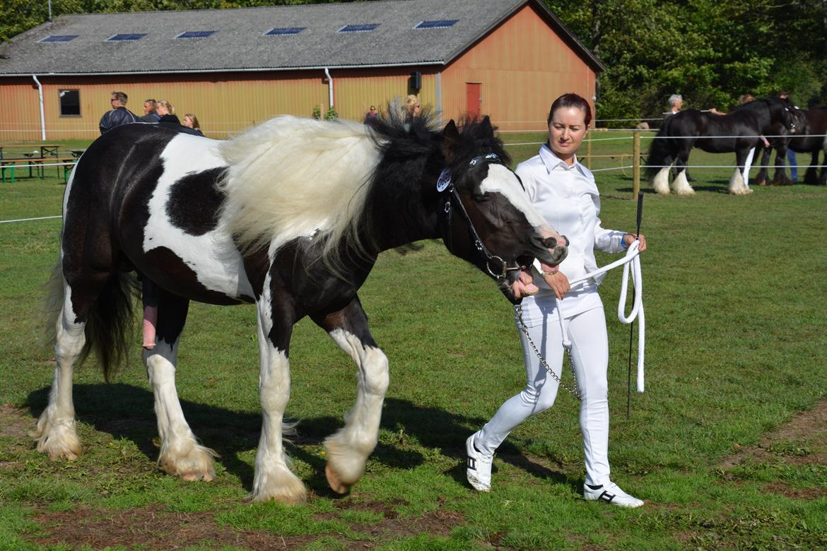 Irish Cob Spirit Of Romany Vanner - september 2013
Store hestedag i Roskilde billede 1