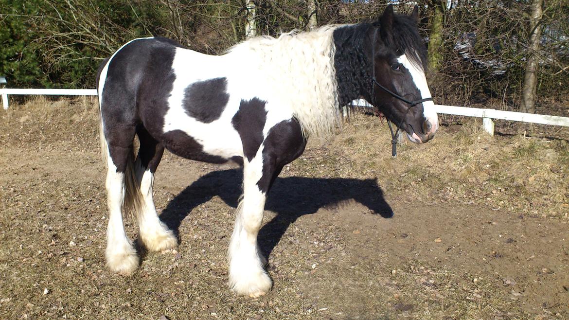 Irish Cob Spirit Of Romany Vanner - 1/4 -2013 billede 17