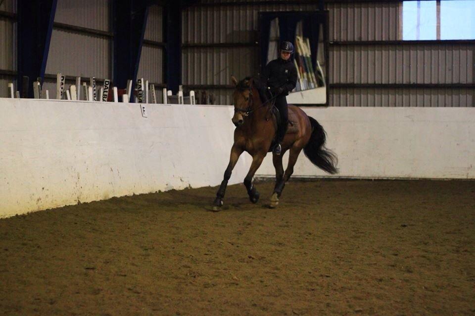 Dansk Varmblod Saksgaards Light Foot #Klubmester# billede 16