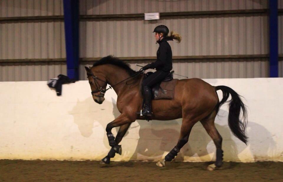 Dansk Varmblod Saksgaards Light Foot #Klubmester# billede 2