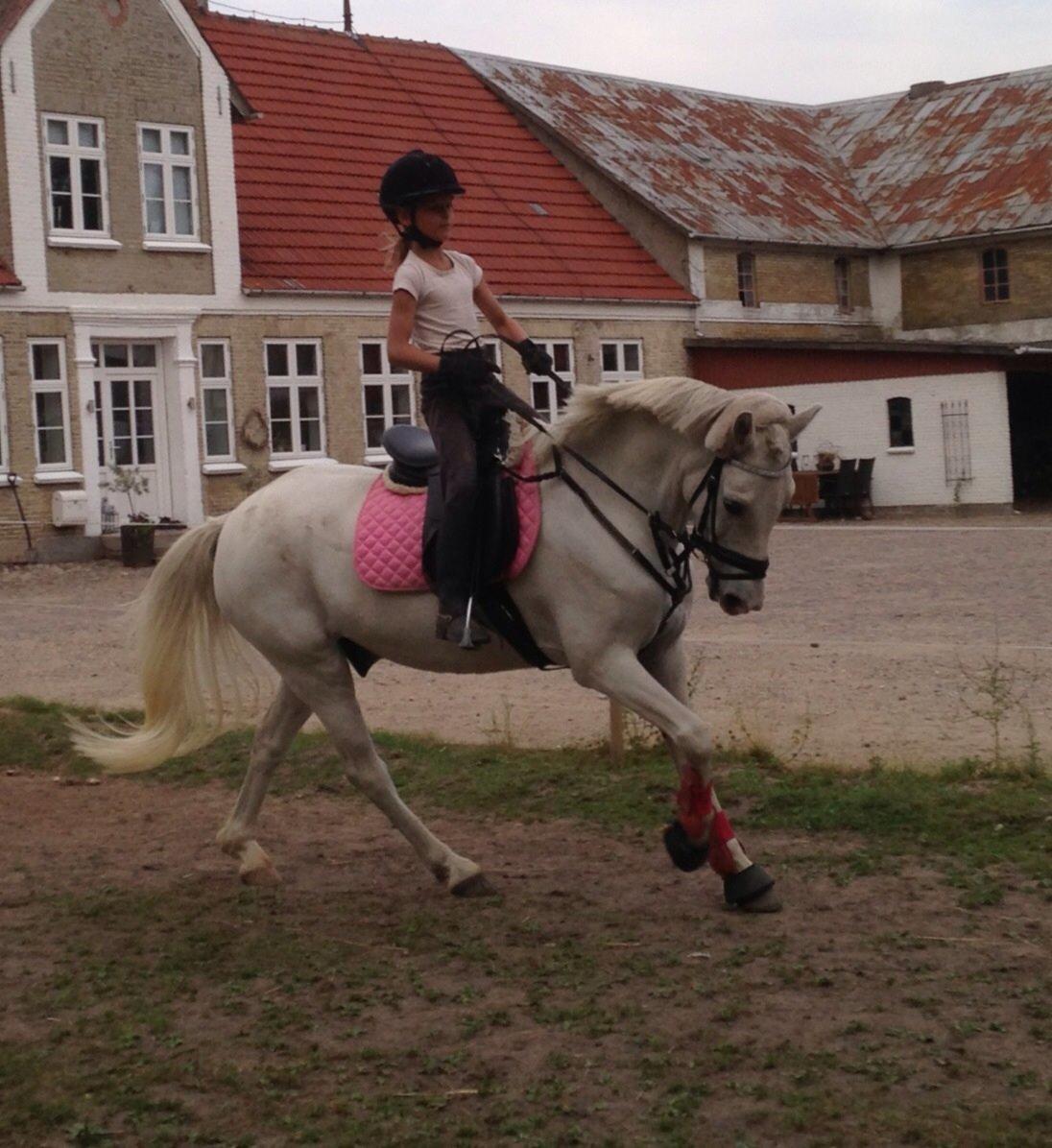 Welsh Pony (sec B) Bjerregårds bravour - så er lille søster op og flyve ;-) billede 5