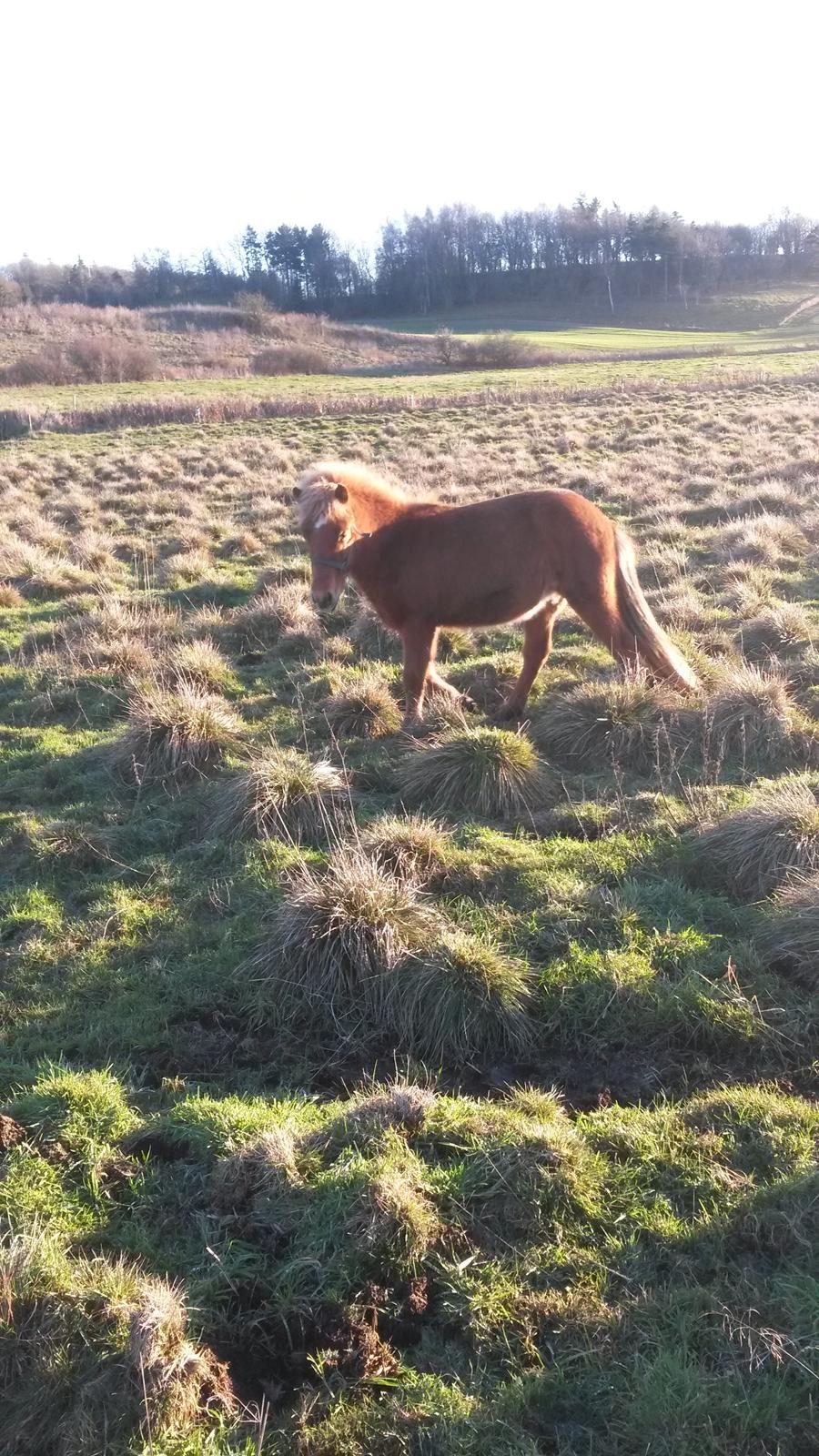 Islænder Aron fra Lindegården billede 9