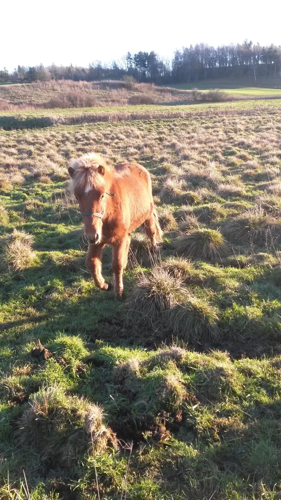 Islænder Aron fra Lindegården billede 10